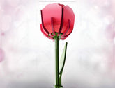 3D Laser Cut Tulip Flower Gift for Valentine, Mother’s Day Wooden Tulip Gift for Her Digital Download |#U345| VectorPort